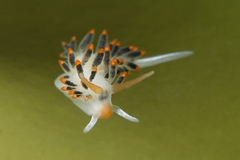 Diaphoreolis lagunae