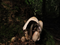 Coprinopsis alopecia