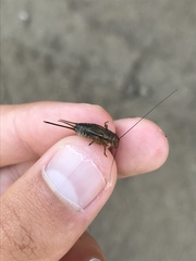 Allonemobius maculatus