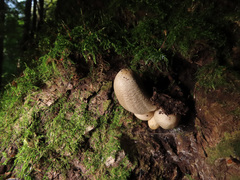 Coprinopsis alopecia