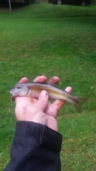 Nocomis leptocephalus