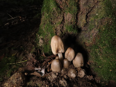 Coprinopsis alopecia