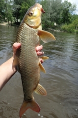 Moxostoma macrolepidotum