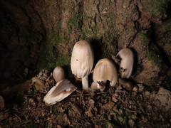 Coprinopsis alopecia