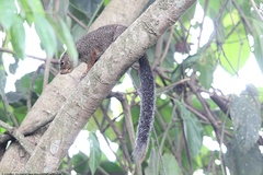 Heliosciurus rufobrachium