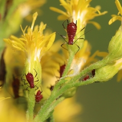 Uroleucon nigrotuberculatum