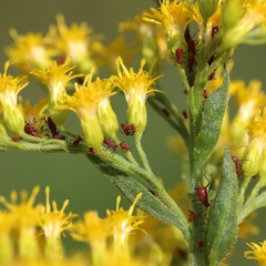 Uroleucon nigrotuberculatum