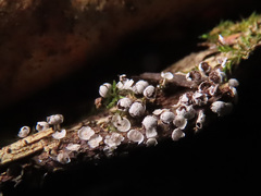 Physarum leucophaeum