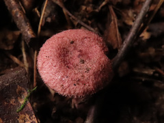 Lactarius spinosulus