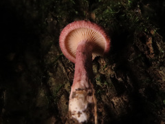 Lactarius spinosulus