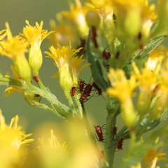 Uroleucon nigrotuberculatum