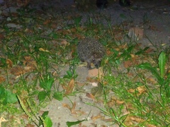 Erinaceus roumanicus