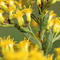 Uroleucon nigrotuberculatum