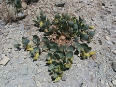 Asclepias cryptoceras davisii