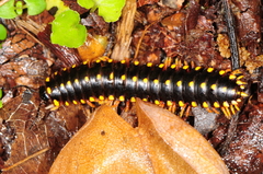 Brachoria hendrixsoni