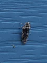 Catonia