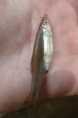 Cyprinella spiloptera