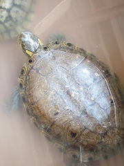 Trachemys hartwegi