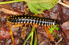 Brachoria hendrixsoni