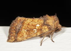 Papaipema harrisii