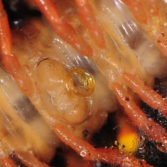 Brachoria hendrixsoni