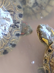 Trachemys hartwegi