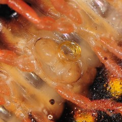 Brachoria hendrixsoni