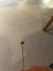 Eriocaulon aquaticum