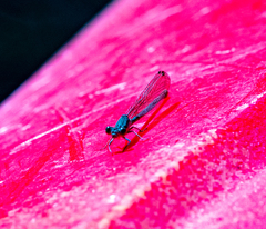 Argia sedula