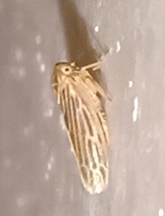 Agalliini