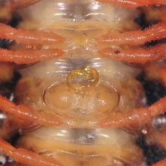 Brachoria hendrixsoni