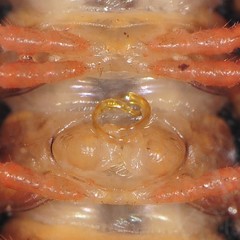 Brachoria hendrixsoni