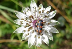 Trichodes leucopsideus