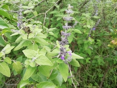 Salvia melissodora