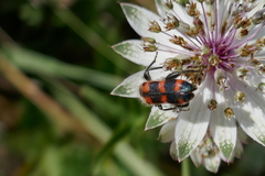 Trichodes leucopsideus