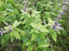 Salvia melissodora