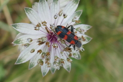 Trichodes leucopsideus