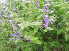 Salvia melissodora