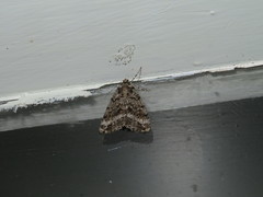 Pseudocoremia monacha