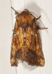 Papaipema harrisii