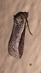 Lepidoptera