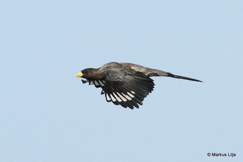 Western Plantain-eater