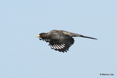 Crinifer piscator