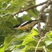 Yellow-bellied Hyliota - Photo (c) markus lilje, some rights reserved (CC BY-NC-ND), uploaded by markus lilje