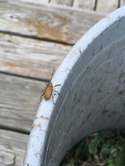 Curculio proboscideus