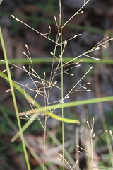 Eriachne pallescens