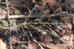 Eriachne pallescens