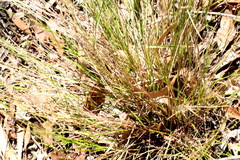 Eriachne pallescens