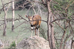 Tragelaphus scriptus bor