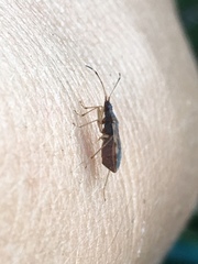 Ozophora occidentalis